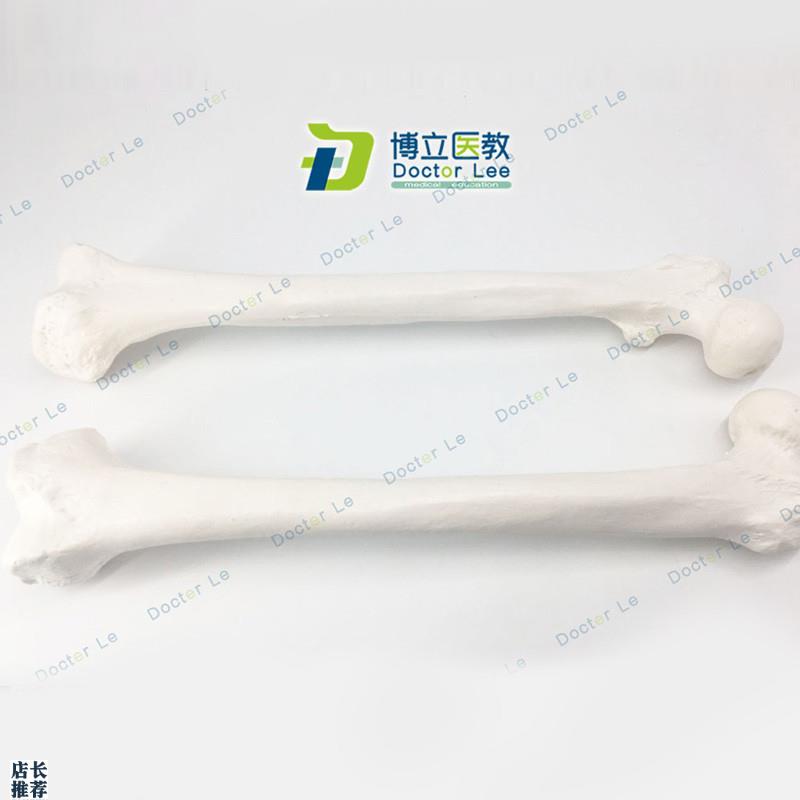 实操股骨模型大腿骨m医用教学器材肱骨模具骨科手术四肢骨散骨模