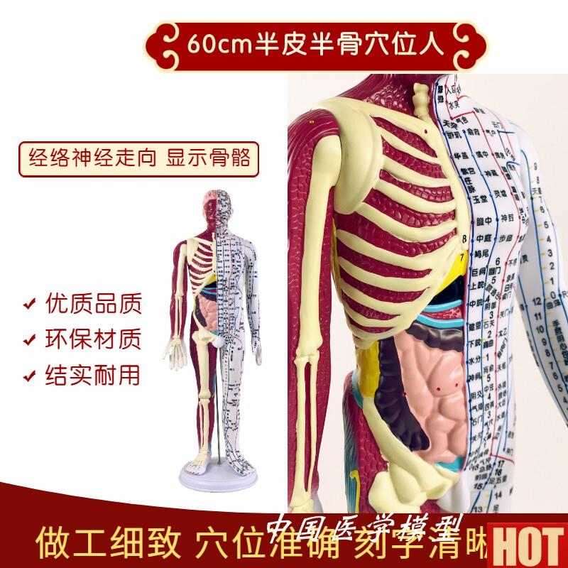 级60cm人体针灸穴位模型半肌肉骨骼内脏f中医十二经络图解剖模特
