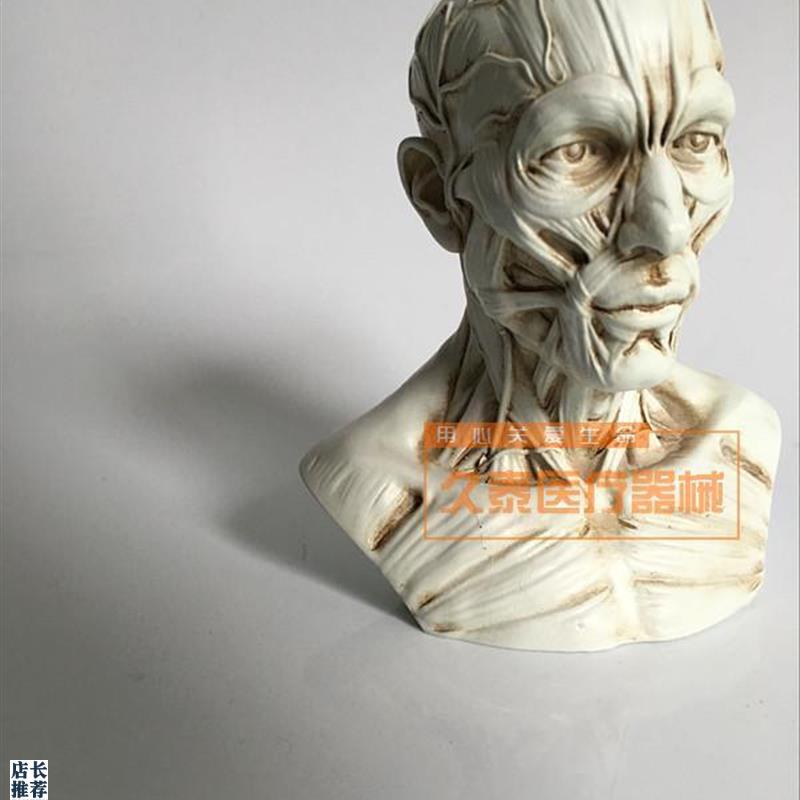 艺用人体骨骼模型美术肌肉像绘画解剖人头骨架结T构教学图医用头