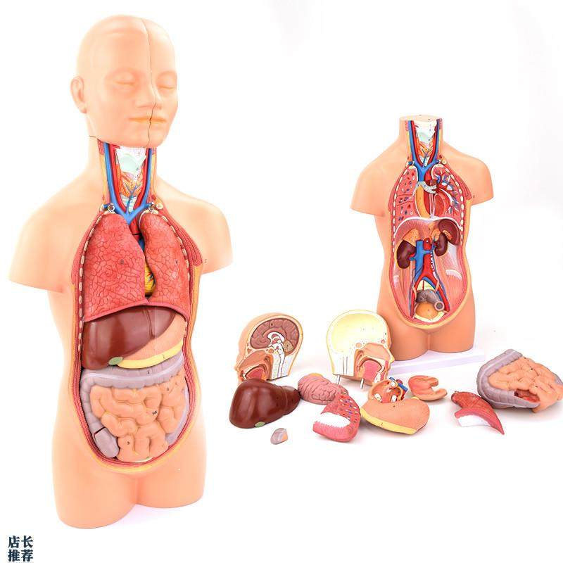 ENOVO颐诺中型人体器官解剖模型内脏I器标本医学解剖学系统心肝胃
