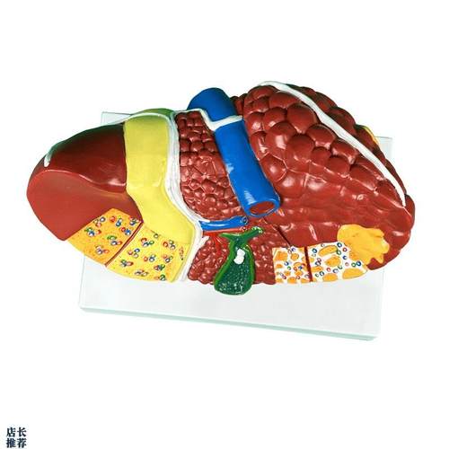 人体肝脏解剖模型肝脏结构模型仿真肝K胆胰脾肾心脏血管内科学