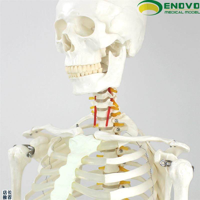 ENOVO颐诺170CM人体t骨骼模型美术医学用脊柱弯曲瑜伽健身