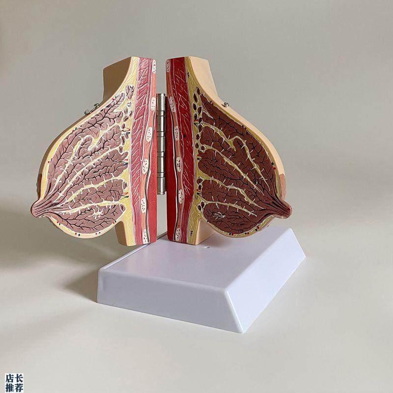 乳房模型哺乳期静止期乳腺乳晕妇C产科家政月嫂培训月子产康技校