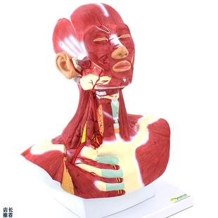 ENOVO颐诺人体头面部肌u肉解剖头颈胸模型艺用面部肌肉美术微整头