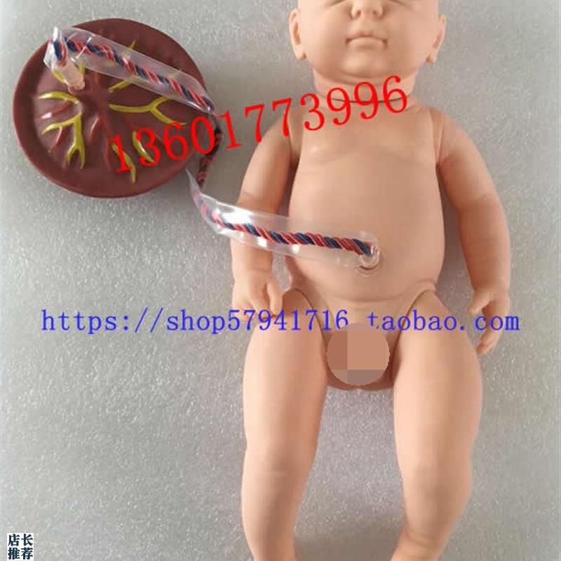 新生儿脐带d护理模型出生儿脐带结扎护理初生儿附脐带模型