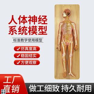 人体神经系统解剖模型中枢神经脑脊髓周围脊神经X骶丛坐骨神经