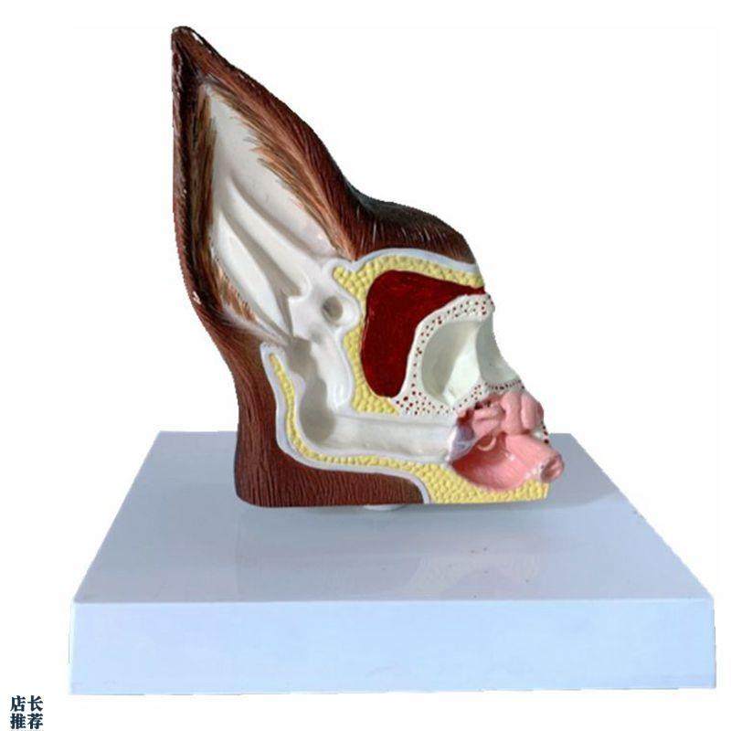 狗耳朵模型内耳鼓膜咽鼓管外耳道犬科动物兽医教学宠X物医药促销