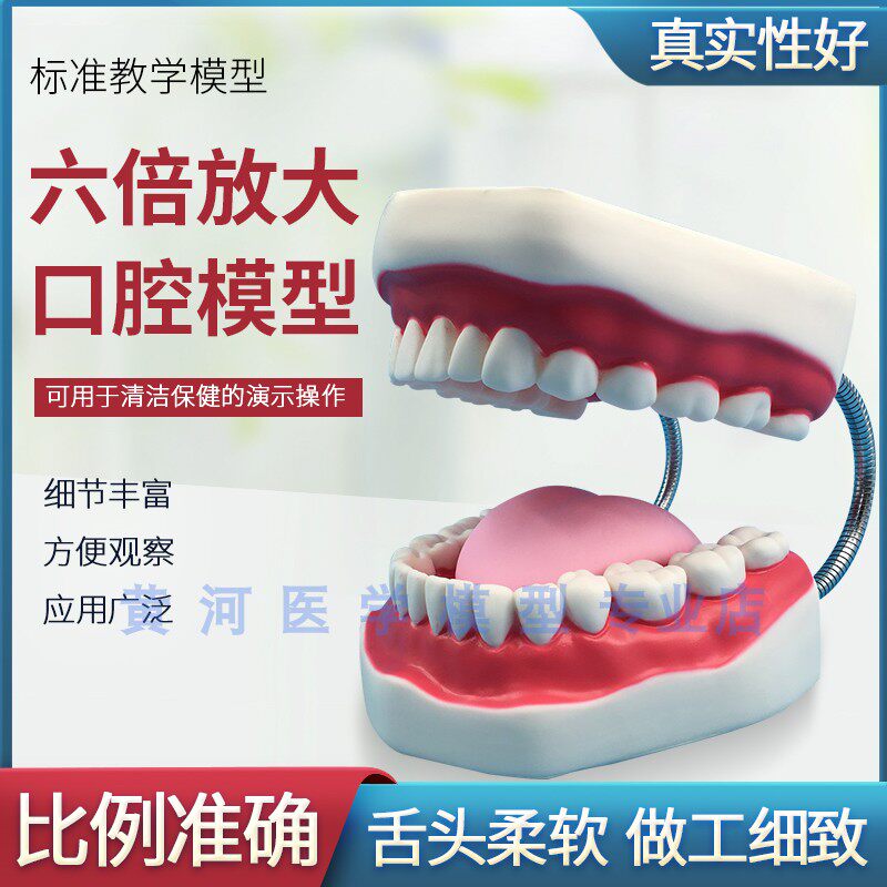 牙护理保健模型放大5倍 大号牙齿清洁教学模具 口Y腔护理牙模型