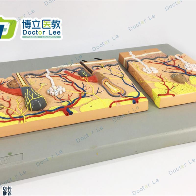 平面皮肤模型皮肤k组织结构放大平面皮肤模型人体皮肤解剖模型