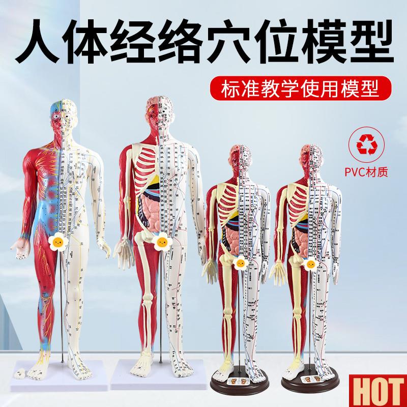 0 85CM针灸人模型半皮半肌h肉解剖 人体穴位模型针灸刻字超高清晰