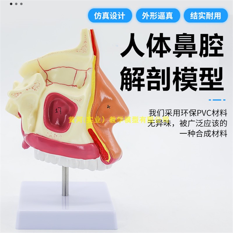 人体鼻腔模型 鼻腔解剖模型 鼻结构 鼻子模N型 呼吸科医用教学模