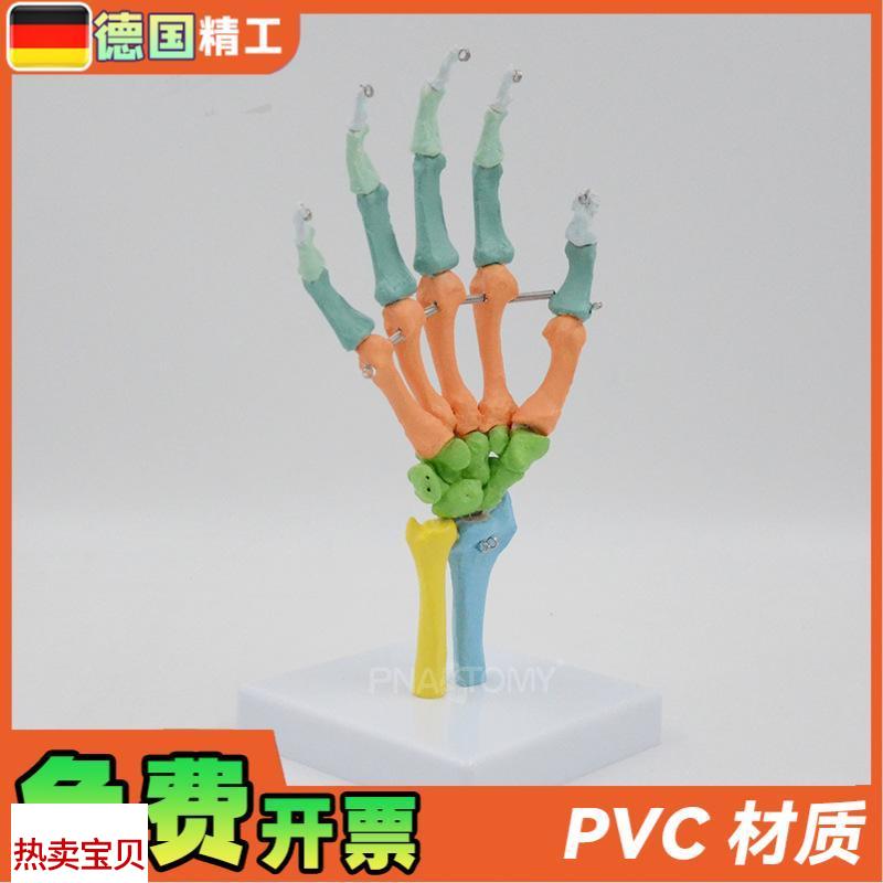 德国】1比1彩i色可弯曲手骨模型人体骨骼解剖腕关节尺骨桡骨写生