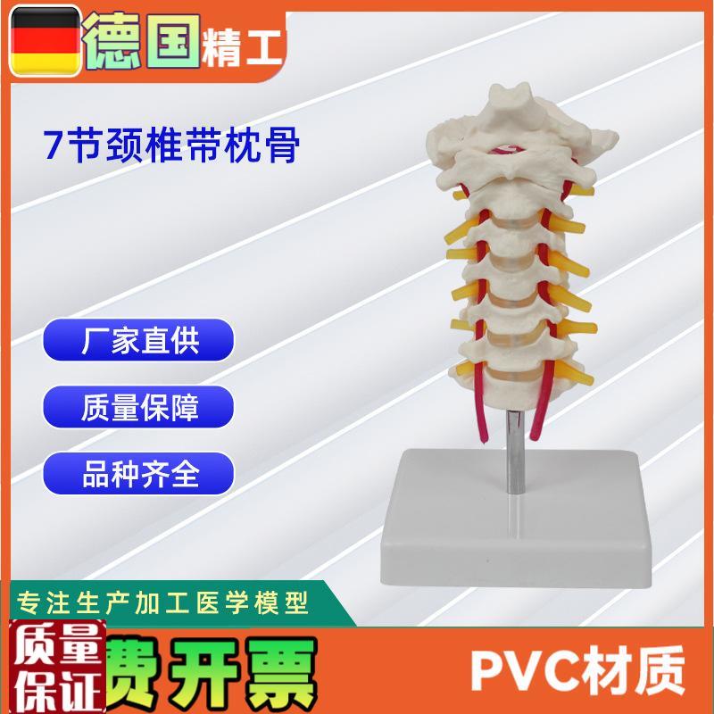 自然大7节颈椎带枕骨模型颈椎医用教W具教学模型直