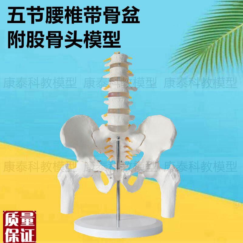 人体脊柱带骨盆仿真1比1塑z胶材质医用标准盆腔功能产后家政培