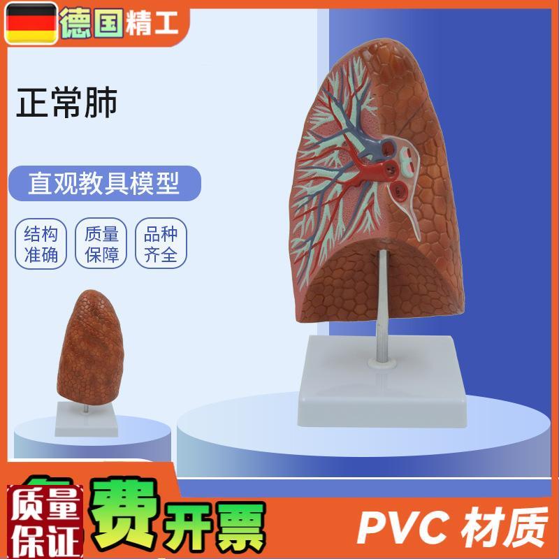 德国】PNT-0476人体内脏健康肺G模型教学用人体器官正常肺解剖
