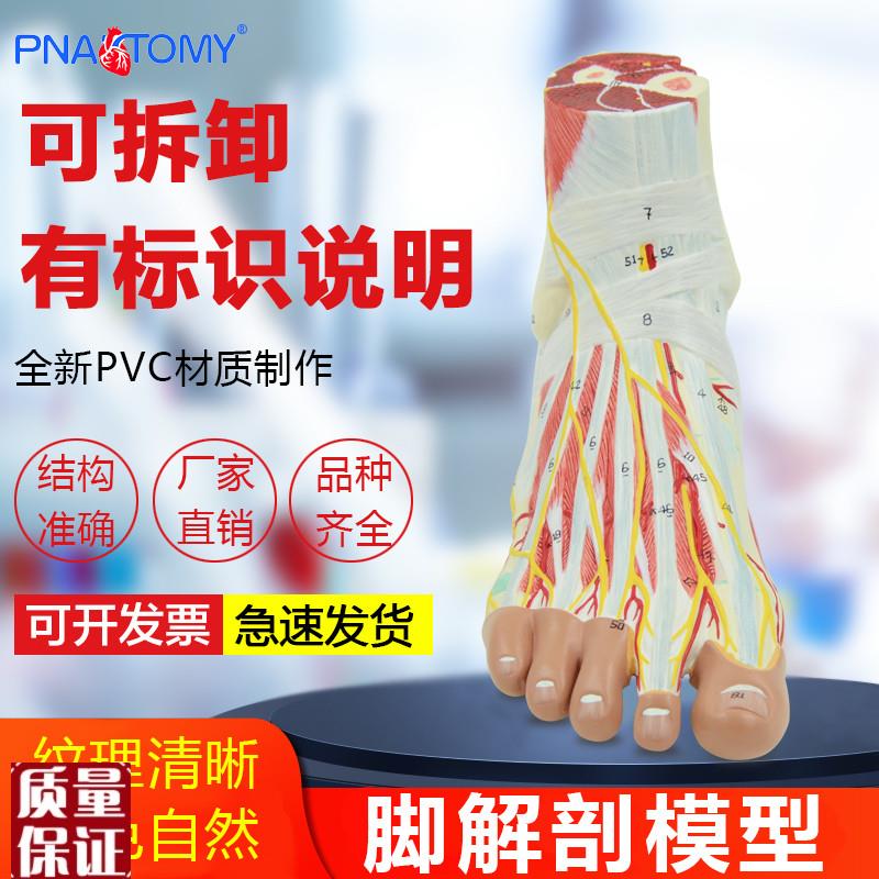 医学人体脚关节肌肉神经血管韧带足底层次解R剖模型手足外科标