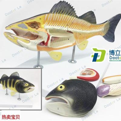 鱼解剖模型水产养殖专业科z学教学实验模型生物动物模型