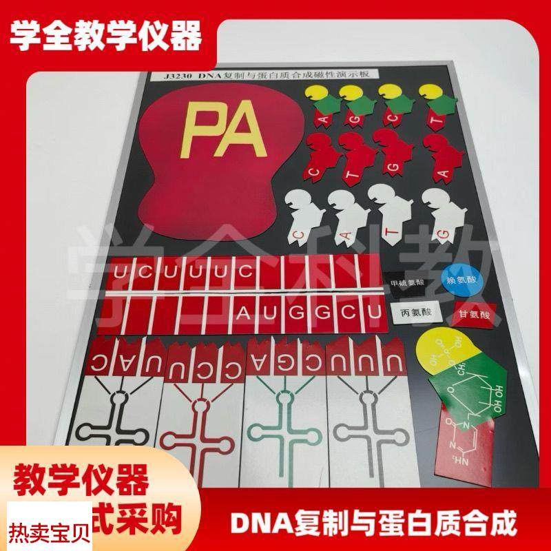 DNA复制与蛋白质合成磁性演示块J3230磁板生物实验W器材教学