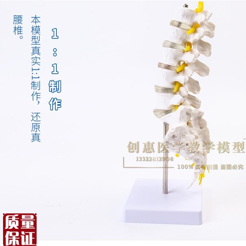 脊柱模型腰椎带尾骨骼模型椎间盘D神经骨骼尾椎骨结构造教学医