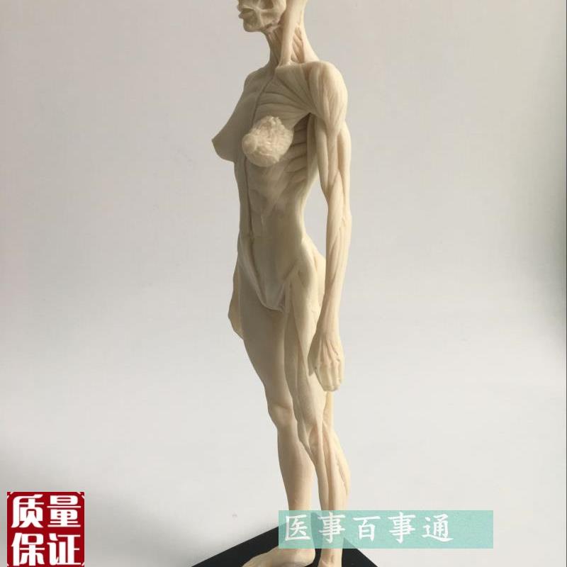 30cm医用雕塑绘画CG参考头骨结构艺用人体肌肉骨骼X解剖模型白胚