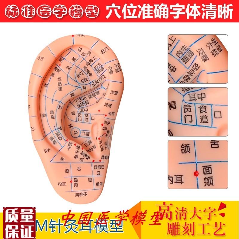 经络手足耳按摩模型脚部足部反A射区模型按摩针灸艾灸穴位针灸模