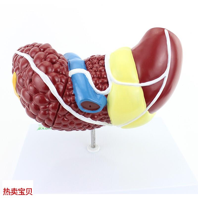 ENOVO颐诺人体肝胆疾病模型肝胆D内科普外科肝胆系统病理展示医生