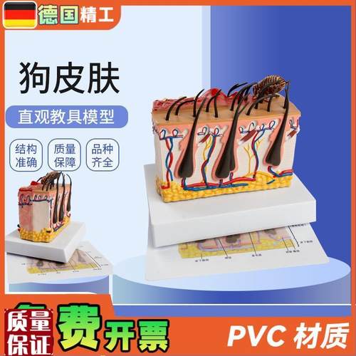 德国】狗皮肤解剖模型犬科真皮宠物病态P皮肤教具兽医教学动