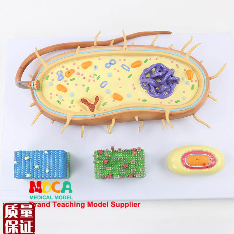 细菌细胞核模型染色体生物鞭毛模J型医学教学MXJ00