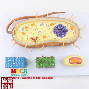 细菌细胞核模型染色体生物鞭毛模J型医学教学MXJ00
