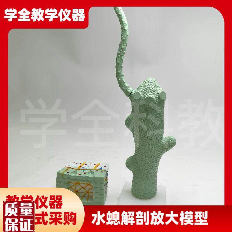水螅解剖放大模j型水生物模型中学生物教学模型水螅解剖微生物模