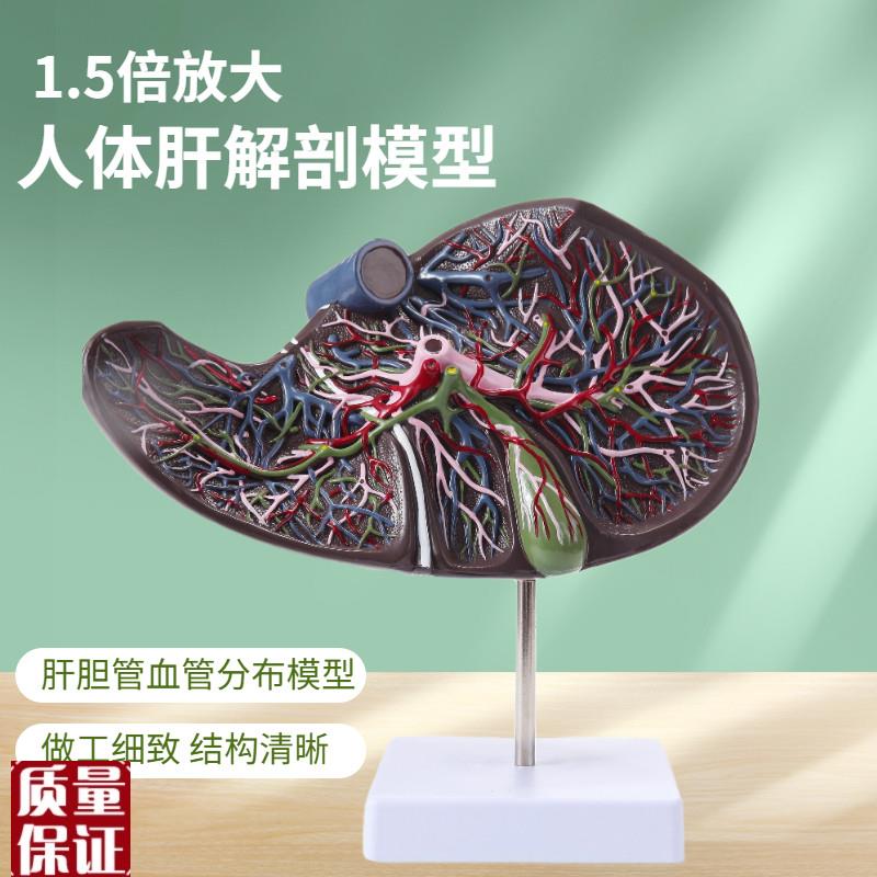 仿真人体肝胆囊血管模型肝脏解剖标本I消肝胆科消化系内脏器官构