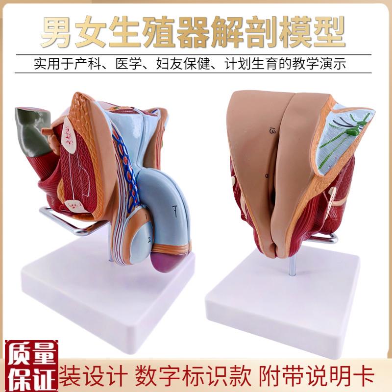 教学女性男性生殖器泌尿系统标本内外生殖器睾S丸解剖模型医疗教