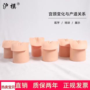 沪模产前宫颈d变化与产道关系模型妇产科教学分娩生产宫颈口变化