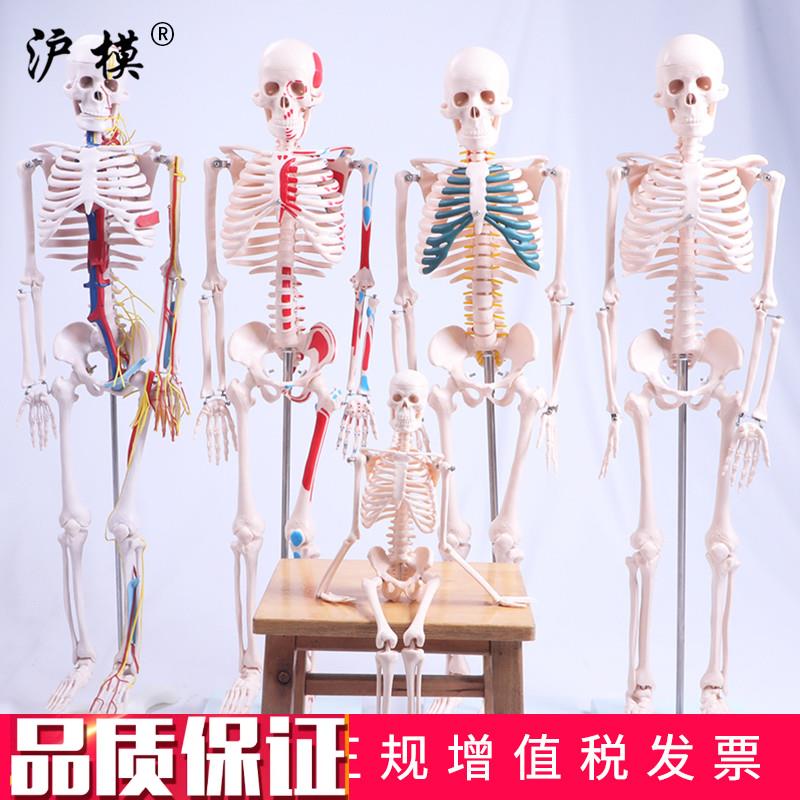 沪模45cm人体骨骼模型骨骼神经肌肉着色模D型骨头骨架模型全身脊