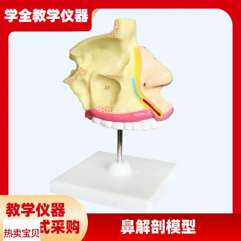 成人医学鼻解剖模型医用A模型教学模型人体构造模型