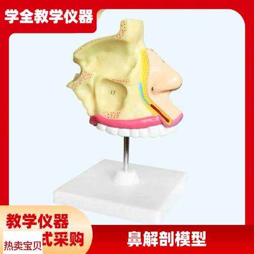 成人医学鼻解剖模型医用A模型教学模型人体构造模型