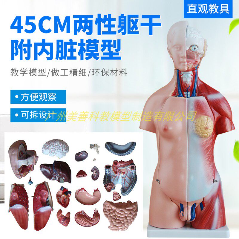 45CM人体模型j解剖心脏骨骼全身结构医学器官儿童躯干玩具内脏拼