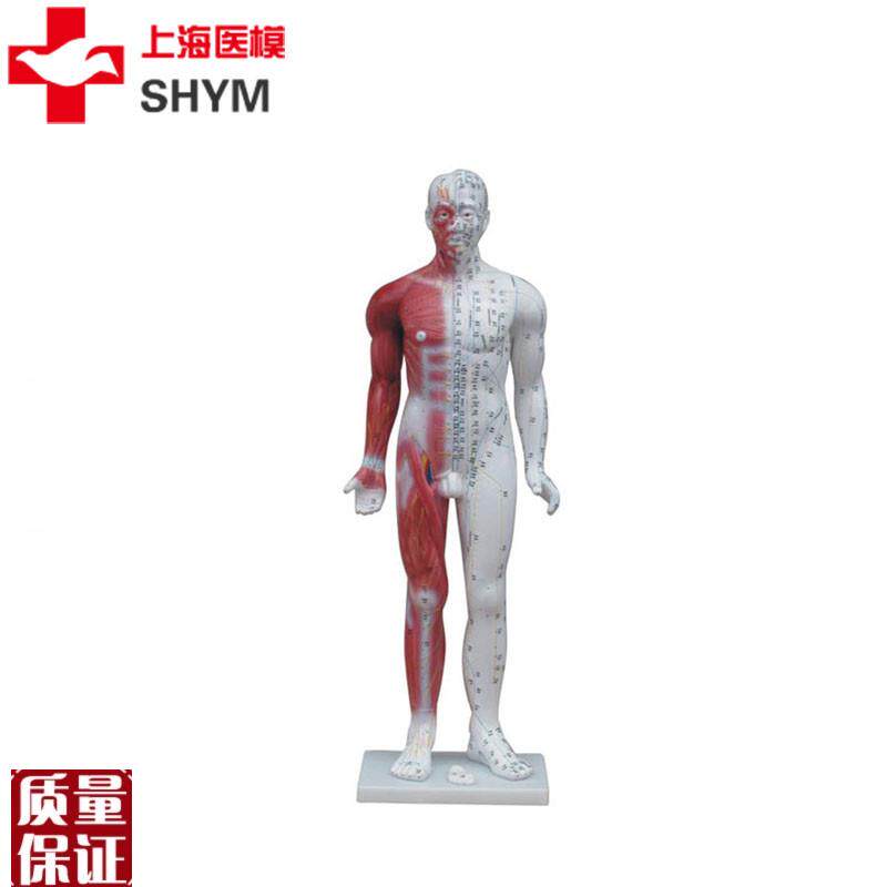 上海医模十四经穴标准针灸模x型半边肌肉解剖人体经络穴位中医教