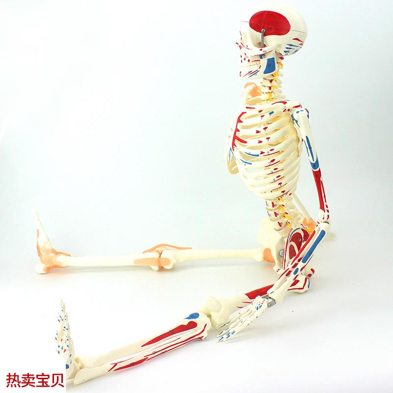 ENOVO颐诺85CM可弯曲人x体骨骼肌肉起止点韧带模型成人骨骼骨架人