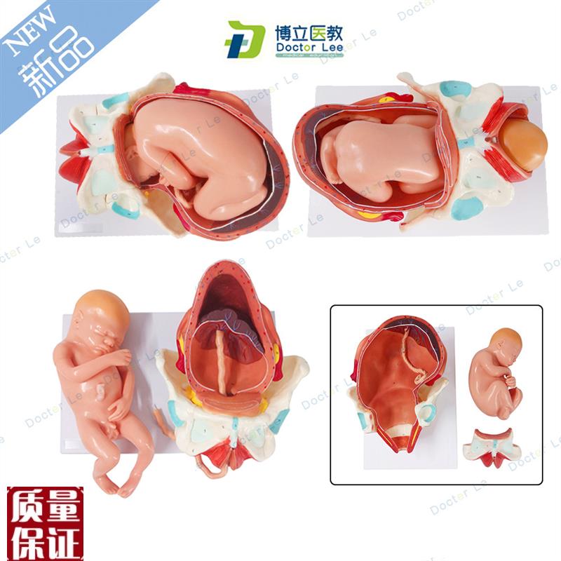 足月胎儿分f娩过程模型进口模具分娩示教胎儿模型骨盆模