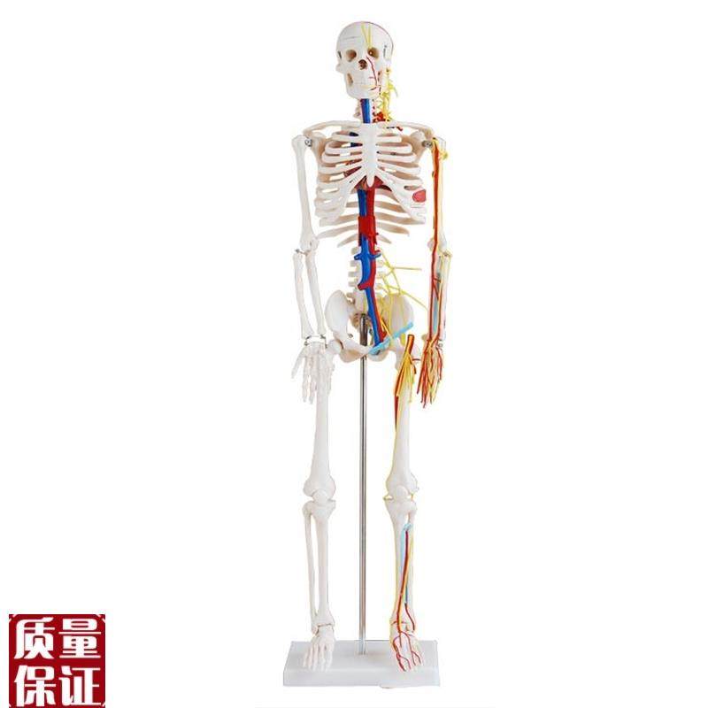 医用85CM人体骨骼带心脏与血管模型人体O骨骼模型骨架模型脊