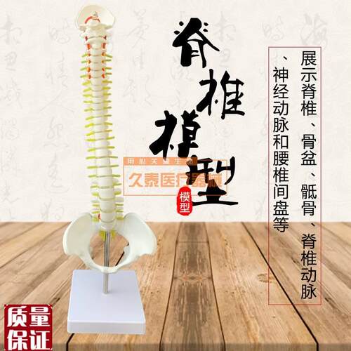 人体脊椎模型脊椎o带骨盆关节模型尾骨脊柱骨骼骨架医用包