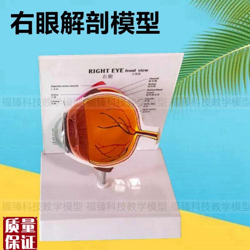 眼睛模型人体眼部结构右眼视网膜晶状体角膜视力U眼科医生教学眼