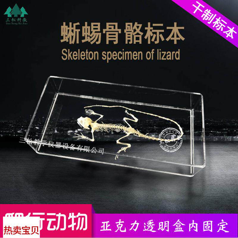 蜥蜴骨骼标本生物l解剖标本爬行动物教学科研展览中小学幼教配套