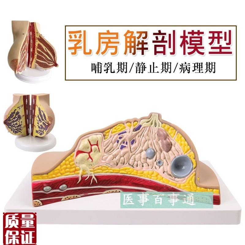 乳房模型胸模f型胸部解剖模型静止期哺乳期女性乳房结构造教学医