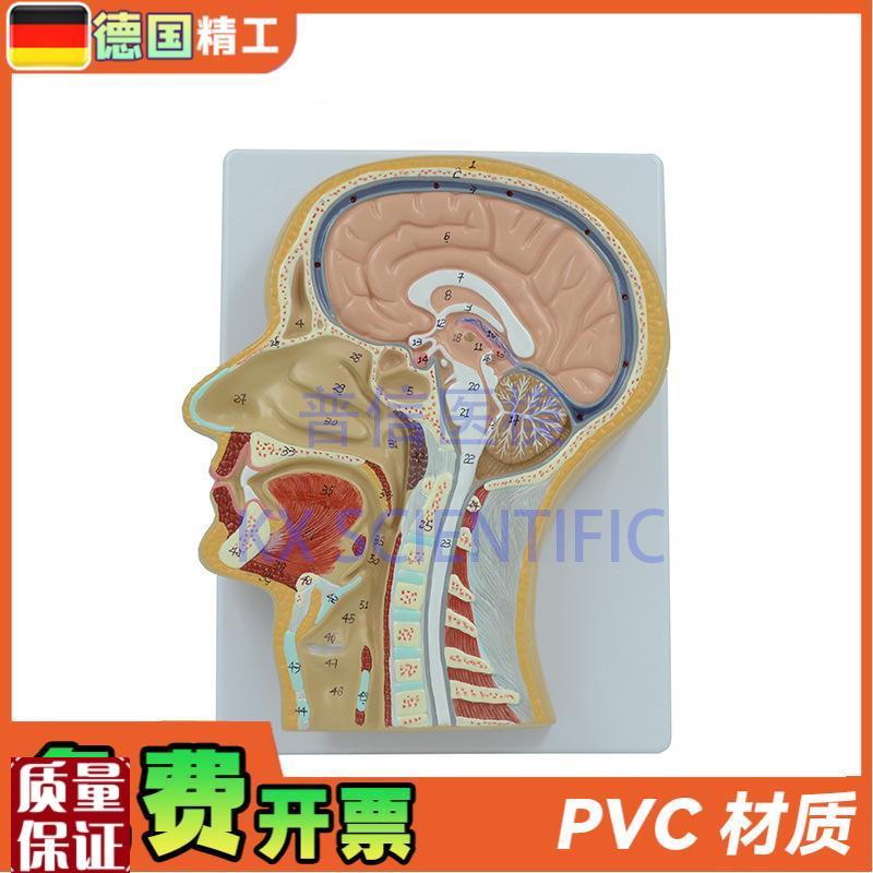 德国】PNT-1630头中w切模型人脑头剖面鼻腔解剖医学教用大脑