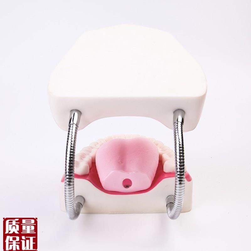 高级牙保健护理模型口腔护T理模型放大5