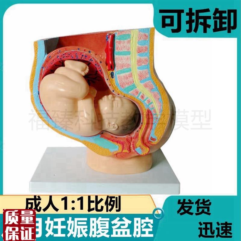 足月妊娠腹腔盆腔模p型盆底肌器官女泌尿生殖可拆卸产科月子家