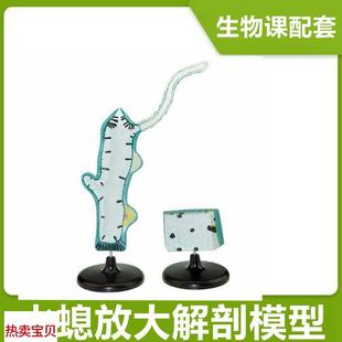 水螅模型中学生物课配套教具腔肠动物多细胞无脊椎无X芽体精巢淡