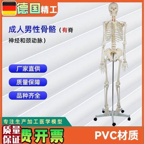 成人男性骨骼附脊神经和颈动脉全G身人体骨骼模型骨骼教学器